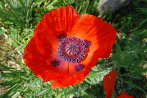 Red Poppy